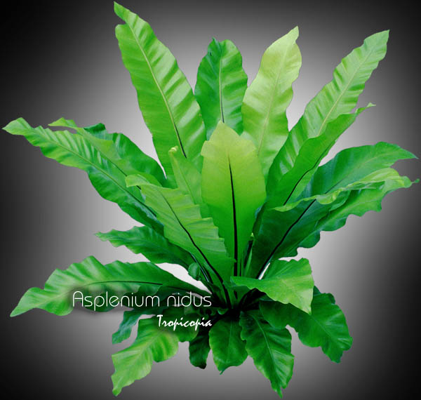 Fern - Asplenium nidus - Birdnest fern